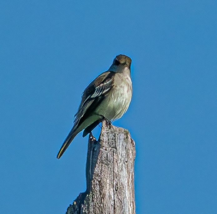 Willow Flycatcher - Guy DiRoma