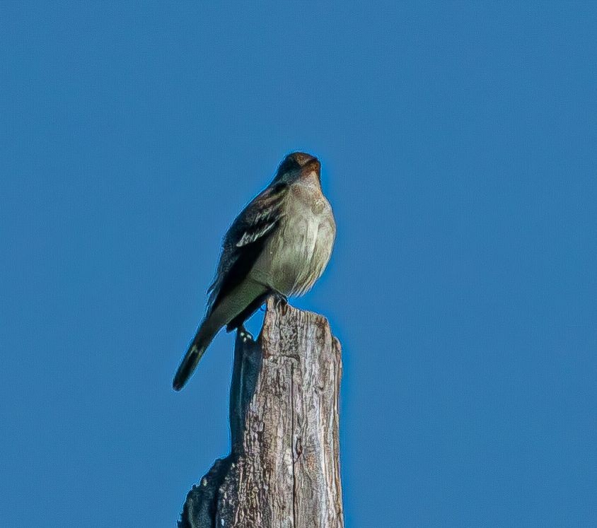 Willow Flycatcher - ML619930450