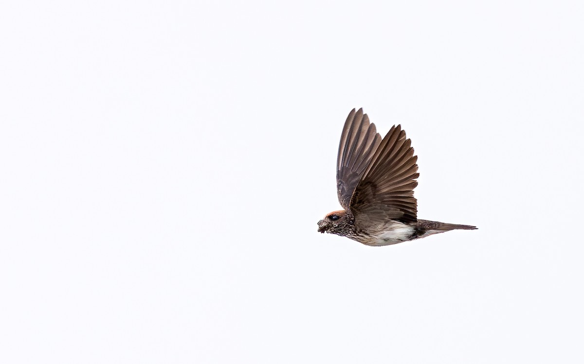 Streak-throated Swallow - ML619930457