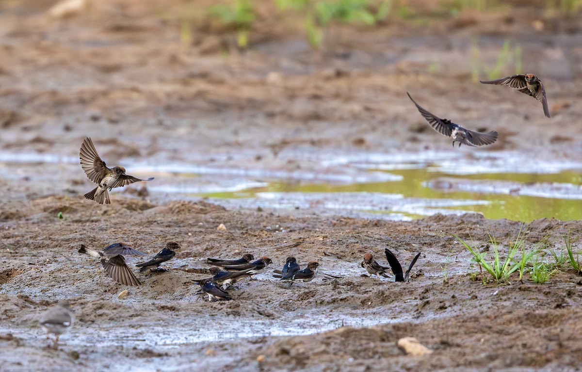 Streak-throated Swallow - ML619930460