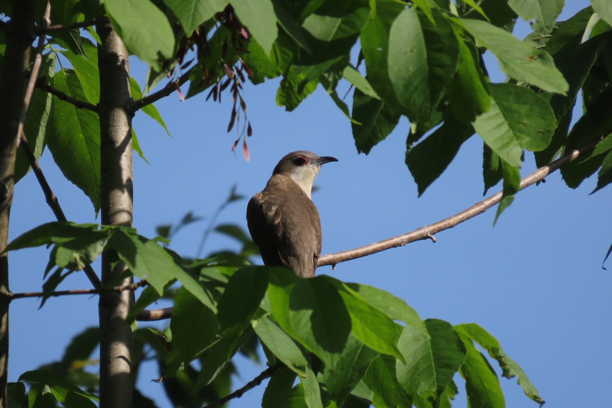 Black-billed Cuckoo - Rebecca Giroux