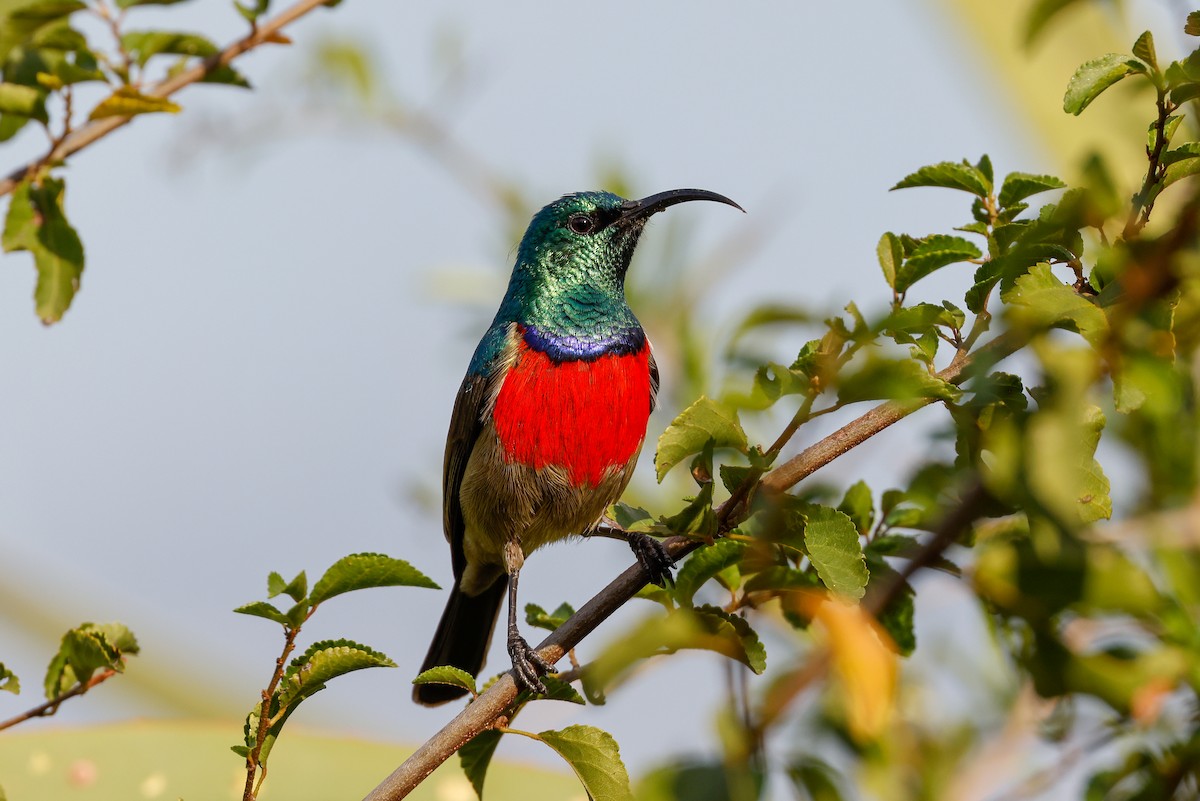 Greater Double-collared Sunbird - ML619930490