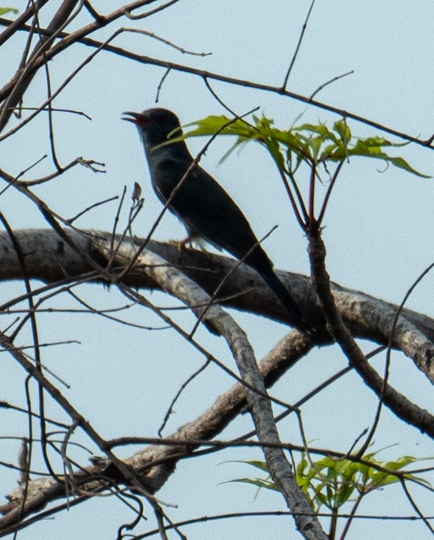 Gray-bellied Cuckoo - ML619930495