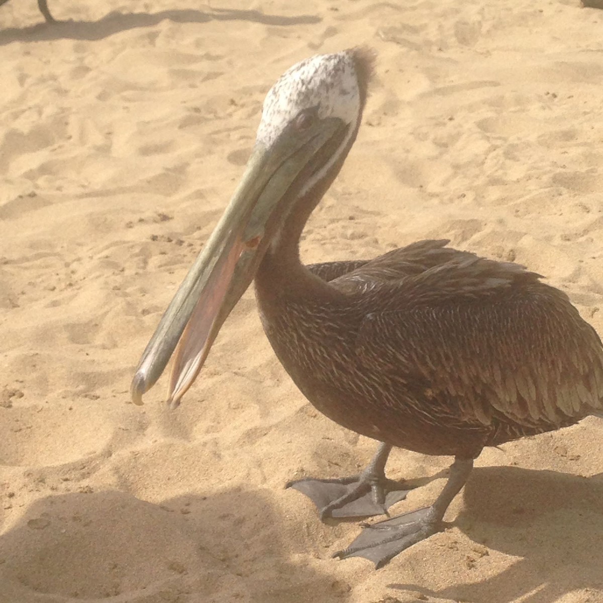 pelikán hnědý - ML619930504
