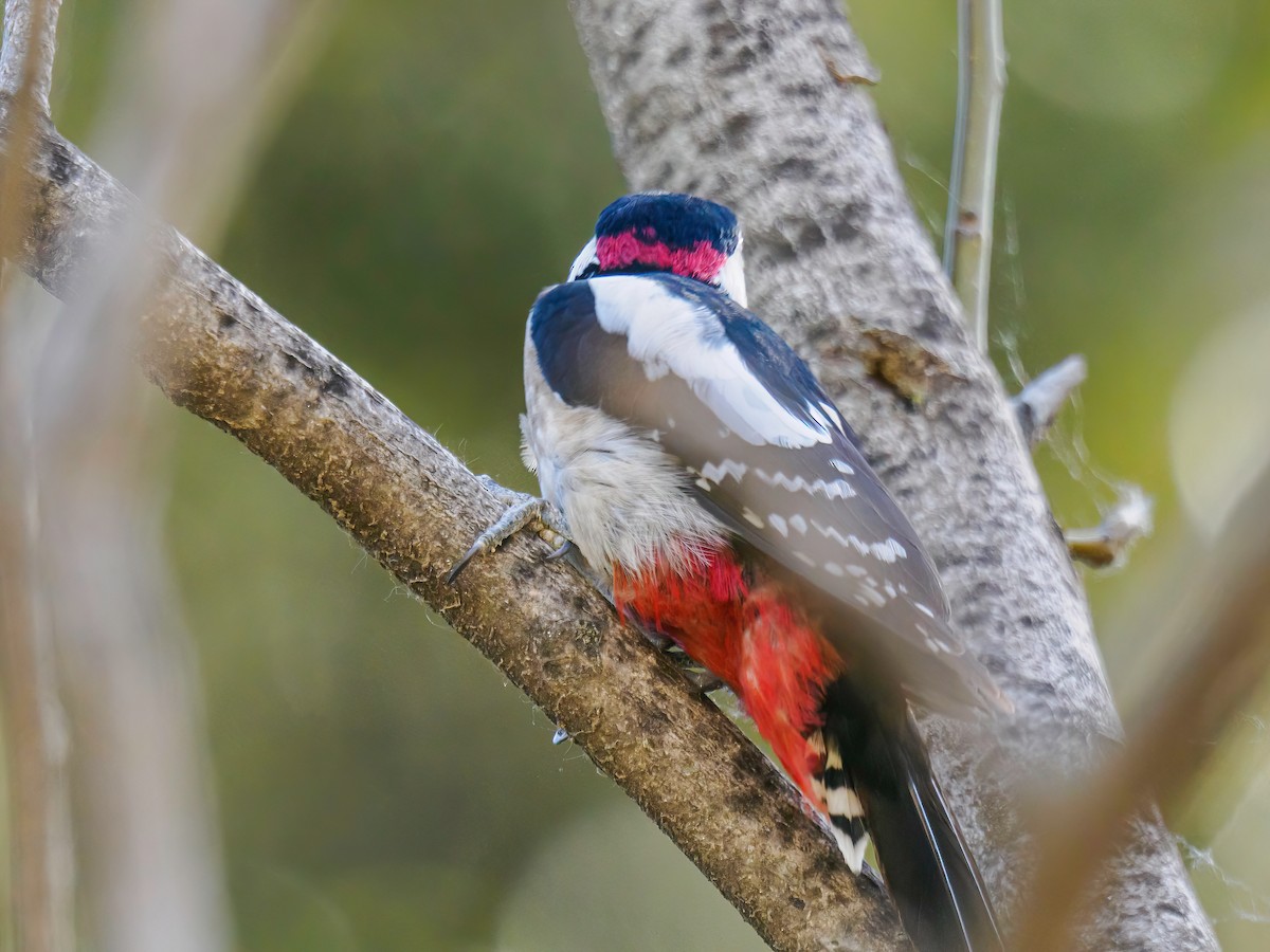 Great Spotted Woodpecker - ML619930519