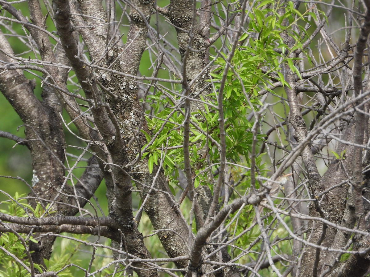 Olive-tree Warbler - ML619930536