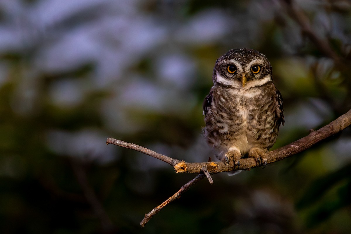 Spotted Owlet - ML619930553