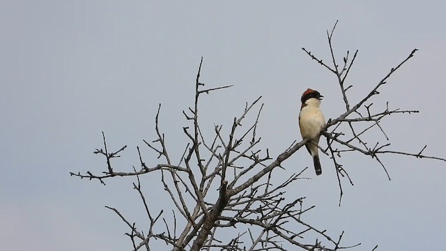 Woodchat Shrike - ML619930559