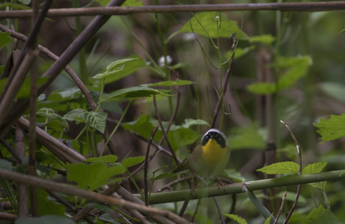 Common Yellowthroat - ML619930576