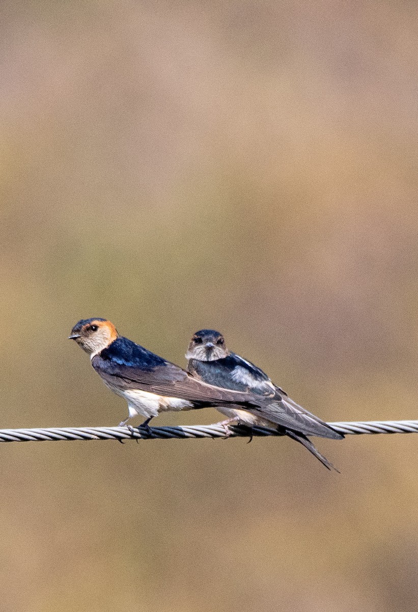 Red-rumped Swallow - ML619930580
