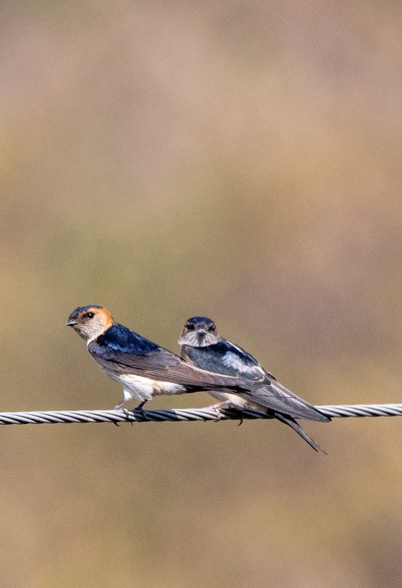 Golondrina Dáurica - ML619930580