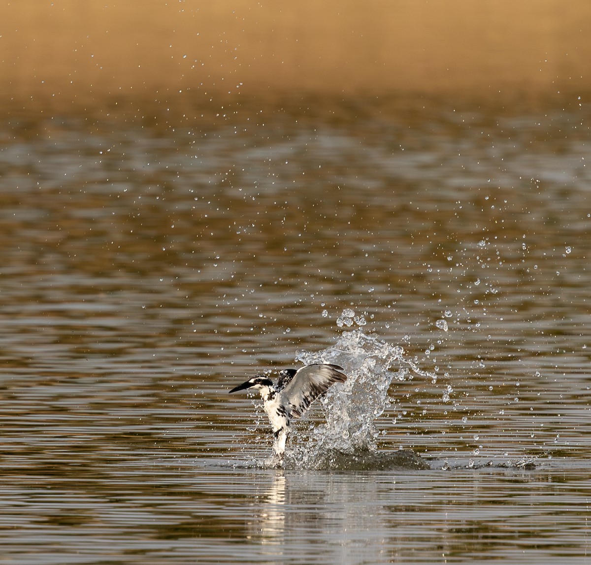 Pied Kingfisher - ML619930581