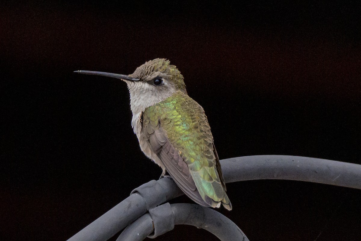 Black-chinned Hummingbird - ML619930605