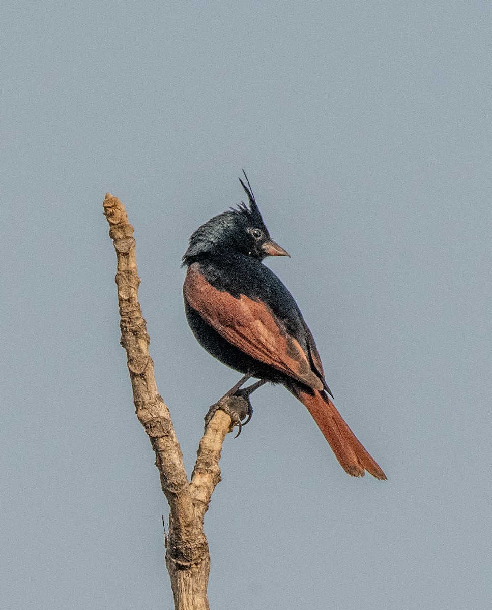 Crested Bunting - ML619930615