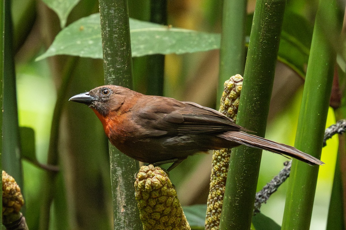 Red-throated Ant-Tanager - ML619930619