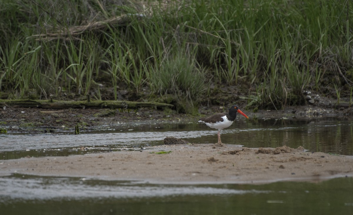 American Oystercatcher - ML619930630