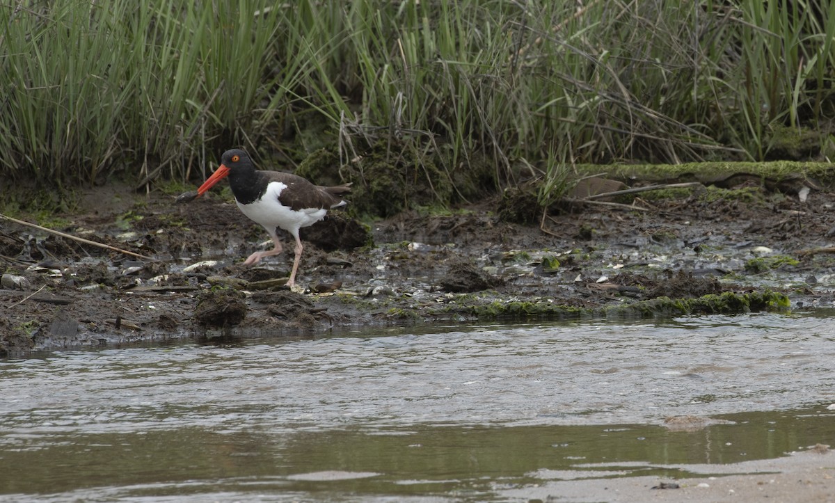 American Oystercatcher - ML619930631