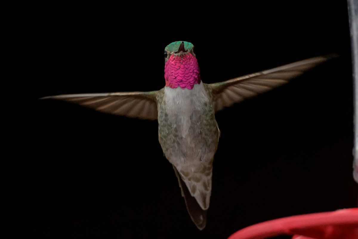 Broad-tailed Hummingbird - ML619930632