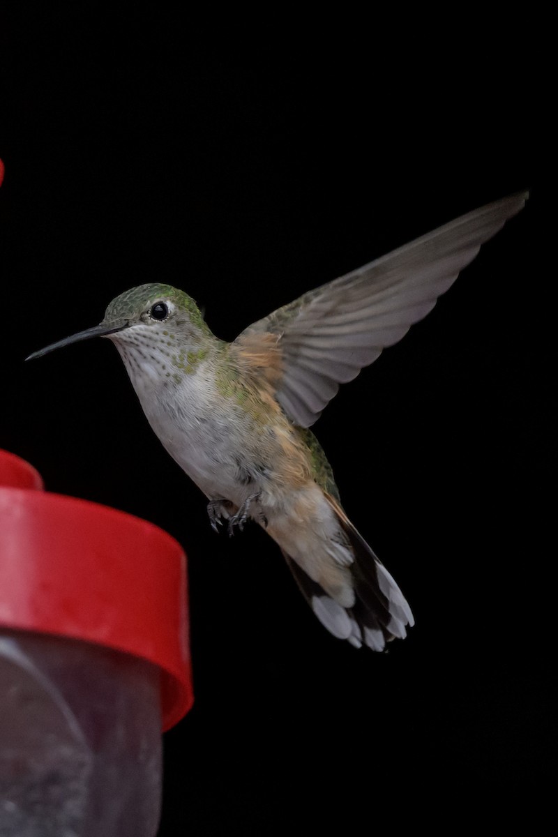 Broad-tailed Hummingbird - ML619930634