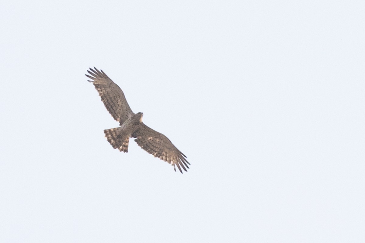 Short-toed Snake-Eagle - ML619930639