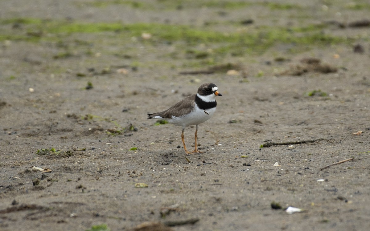 Semipalmated Plover - ML619930640