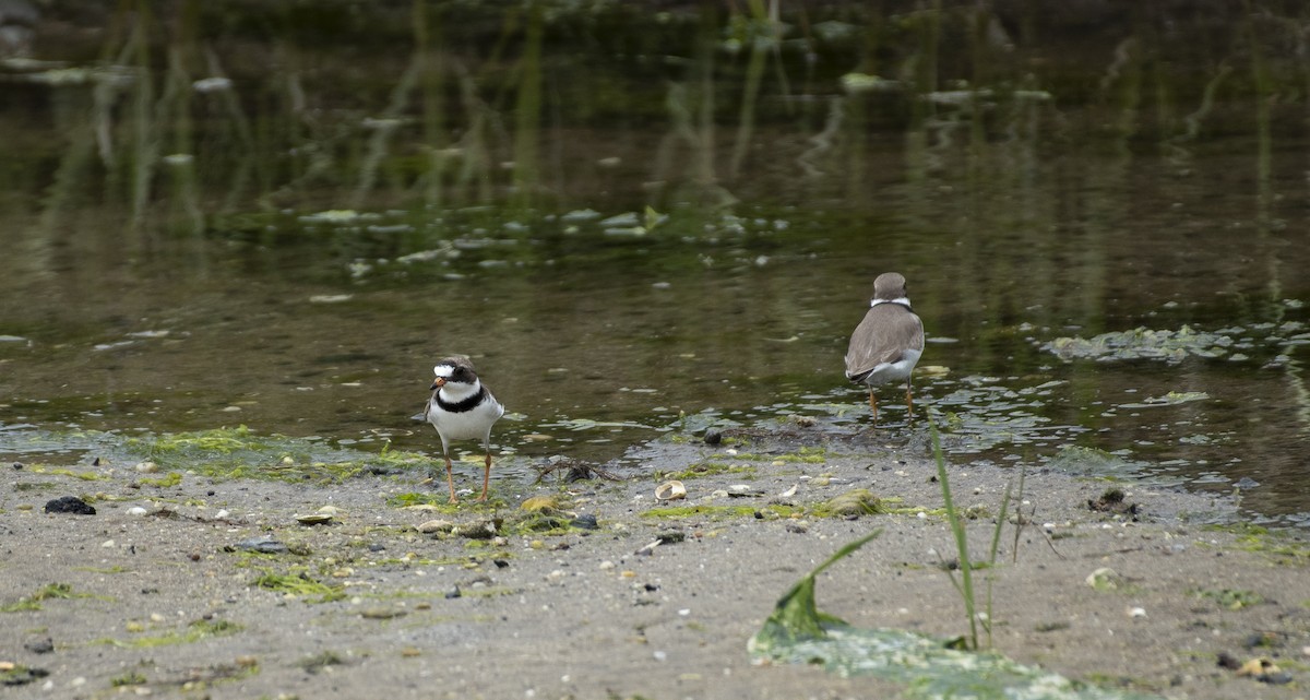 Semipalmated Plover - ML619930641