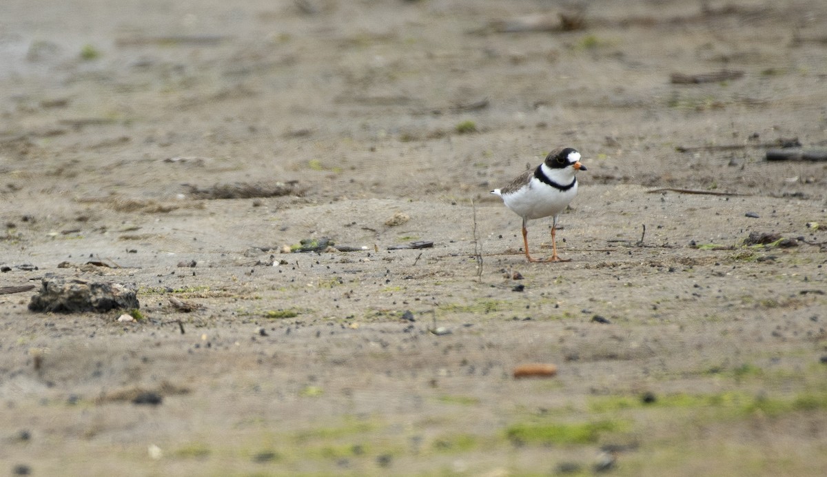 Semipalmated Plover - ML619930643