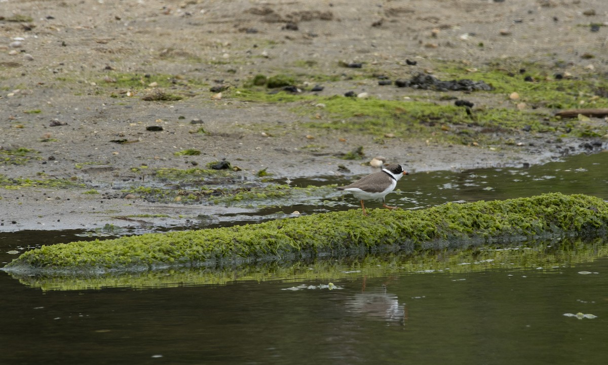 Semipalmated Plover - ML619930645