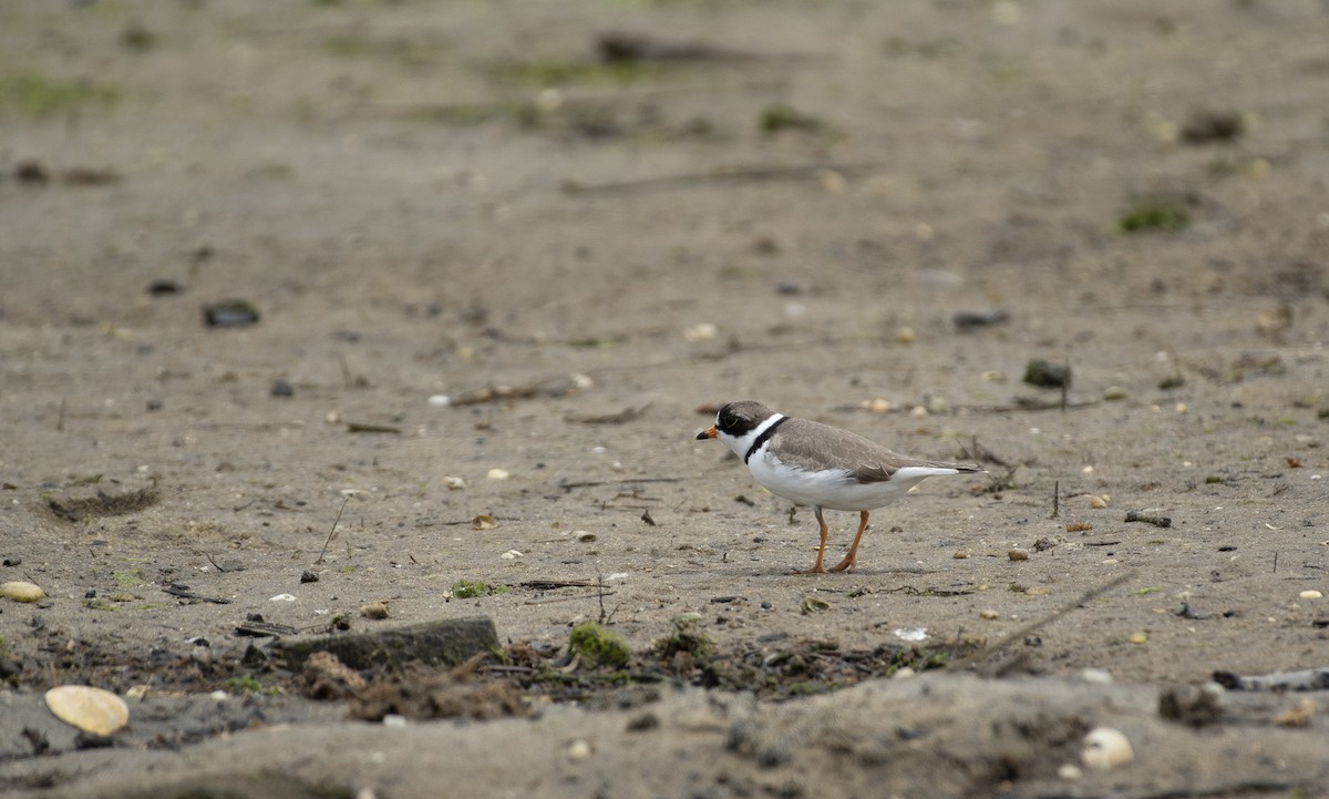 Semipalmated Plover - ML619930646