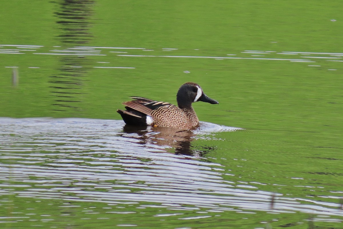 Blue-winged Teal - ML619930652