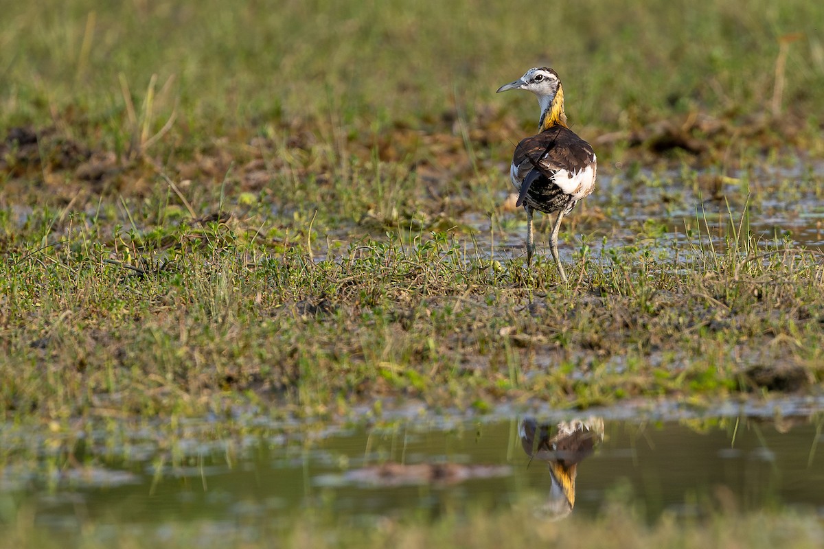 Pheasant-tailed Jacana - ML619930655