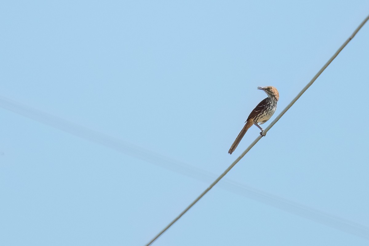 Brown Thrasher - ML619930662