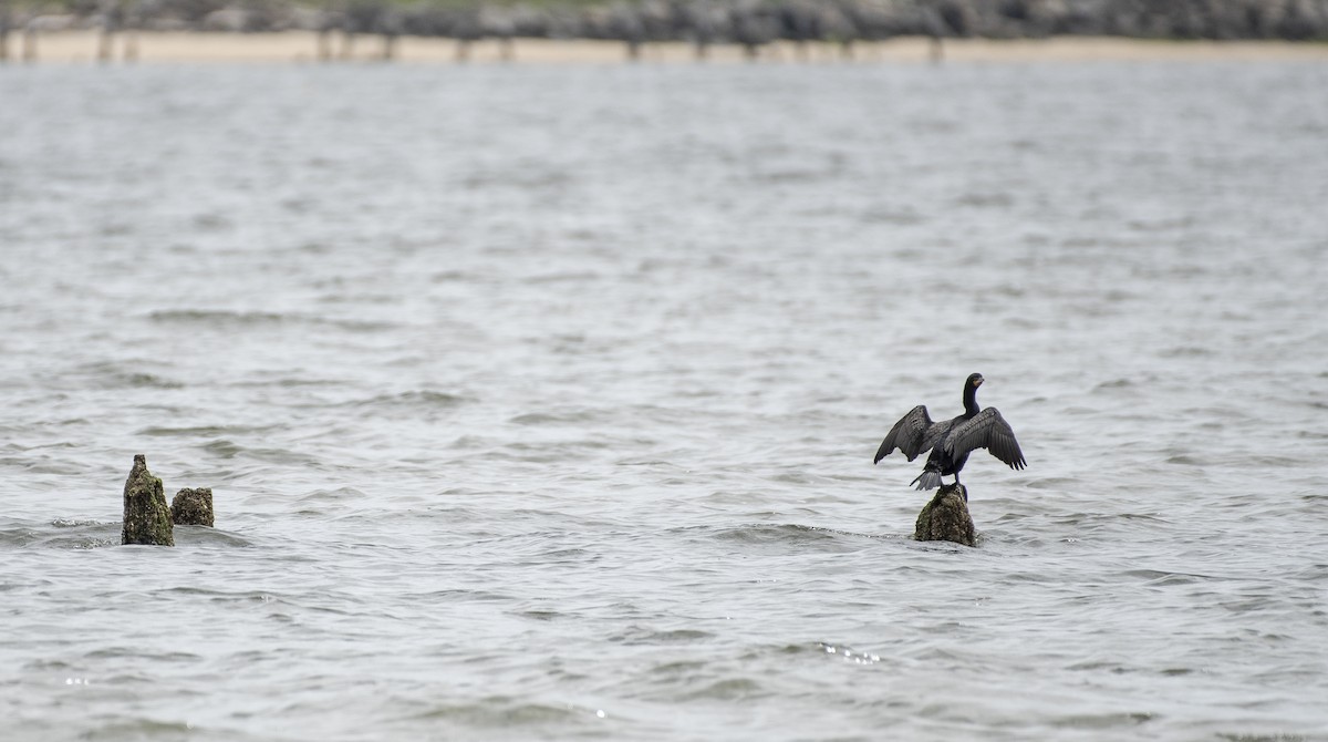 Cormorán Orejudo - ML619930687