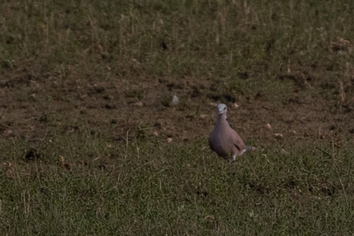 Red Collared-Dove - ML619930690