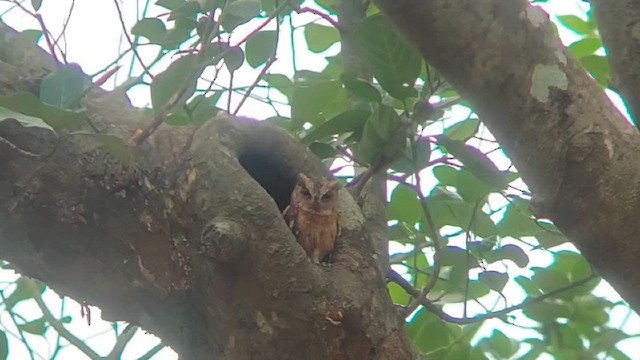 Indian Scops-Owl - ML619930697