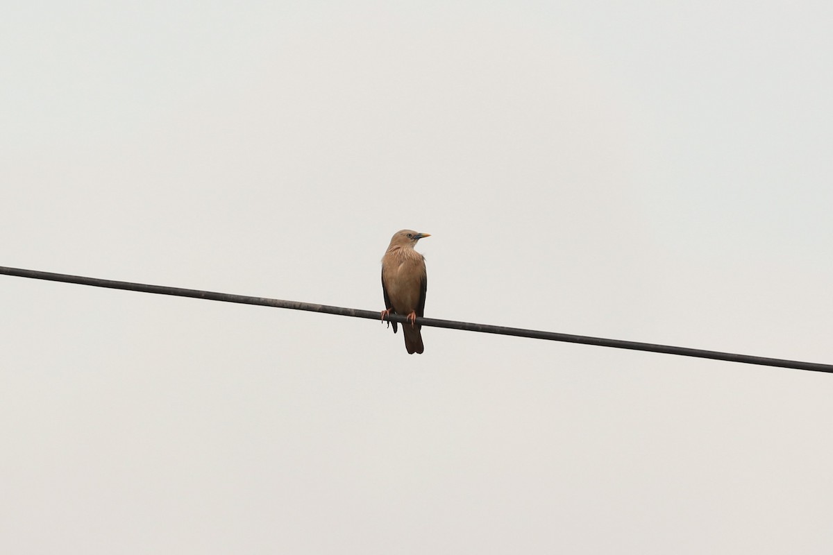 Chestnut-tailed Starling - ML619930700