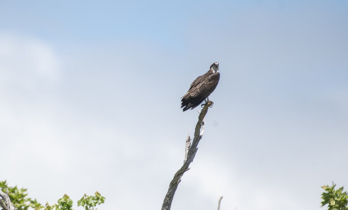 Águila Pescadora - ML619930708