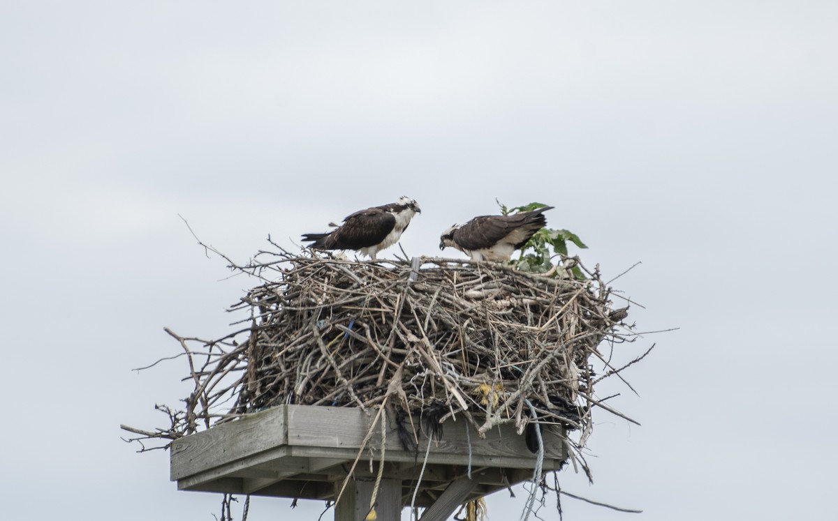 Osprey - Neil DeMaster