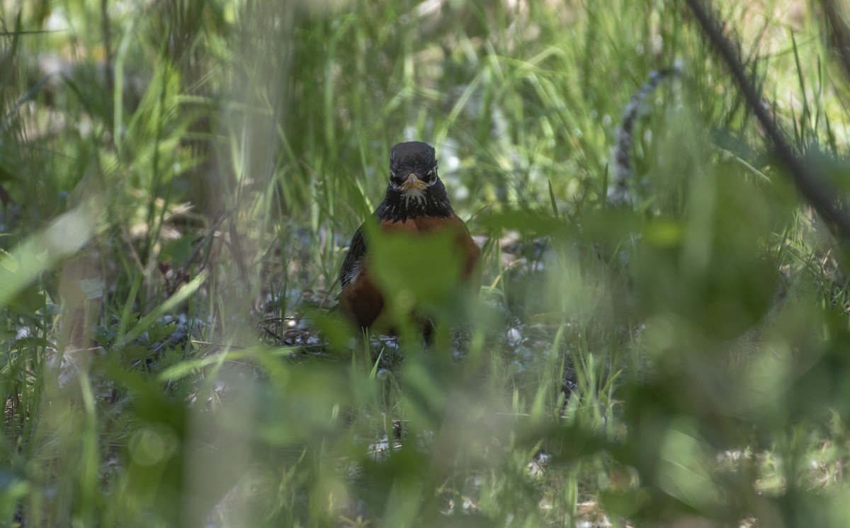 American Robin - ML619930716