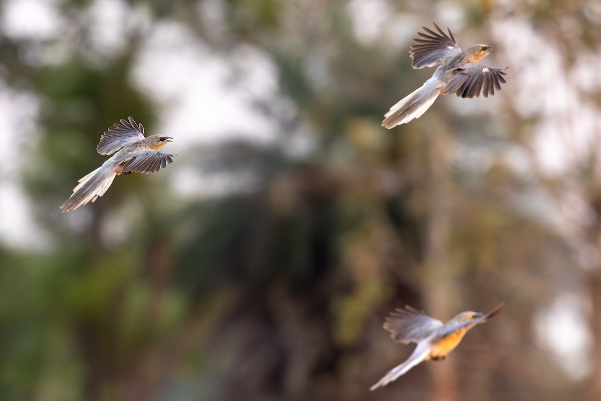 Large Gray Babbler - ML619930724