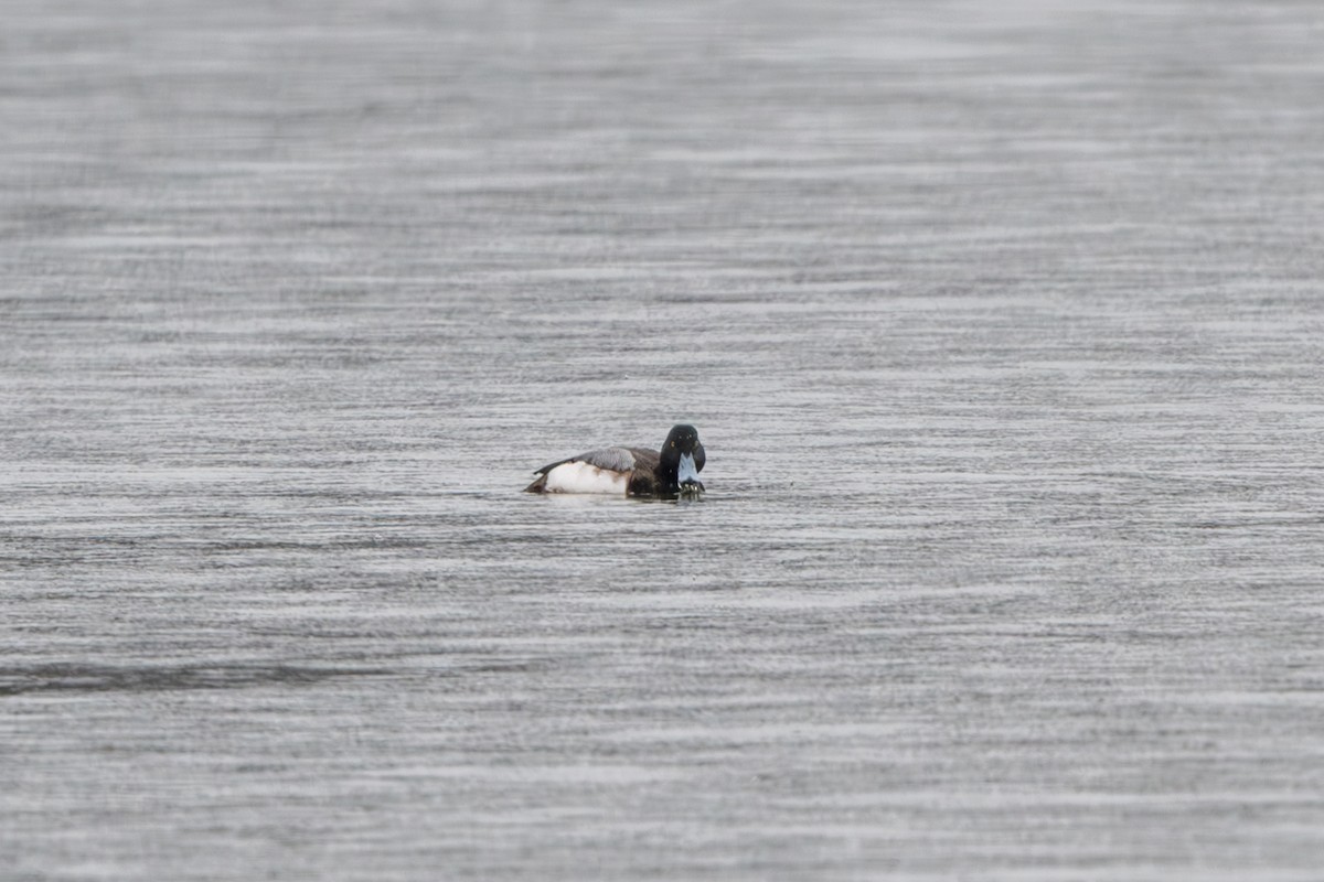 Greater Scaup - ML619930725