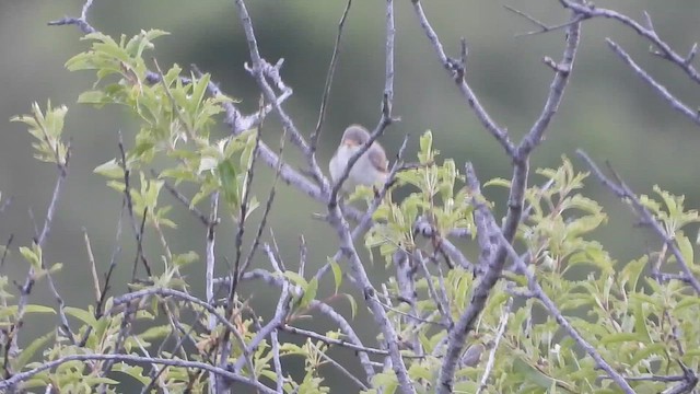 Olive-tree Warbler - ML619930728