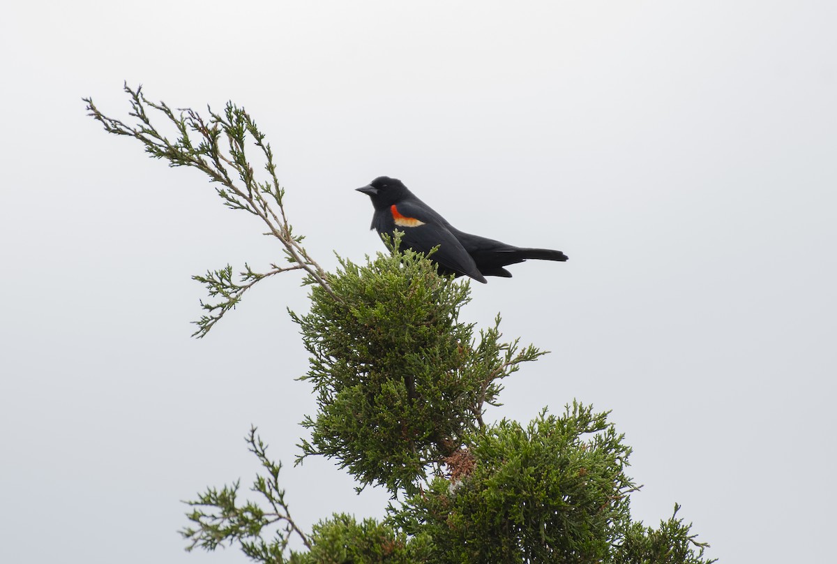 Red-winged Blackbird - ML619930729