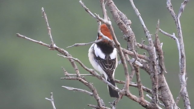 Woodchat Shrike - ML619930742