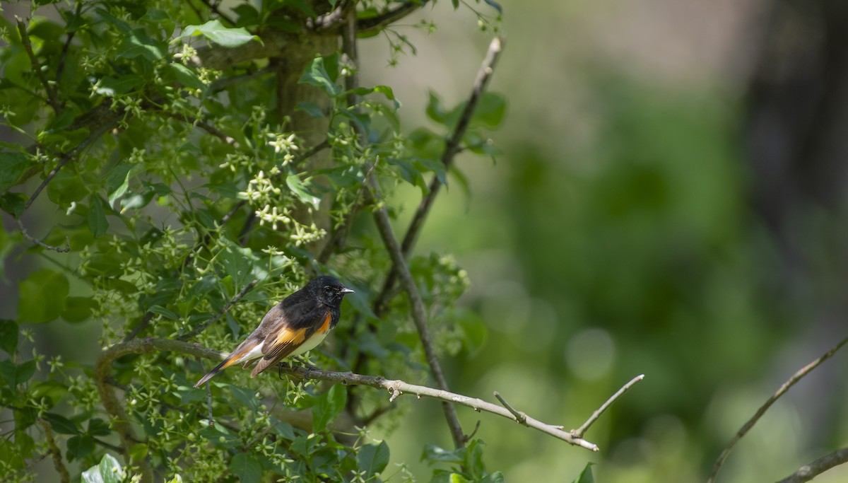 American Redstart - ML619930749