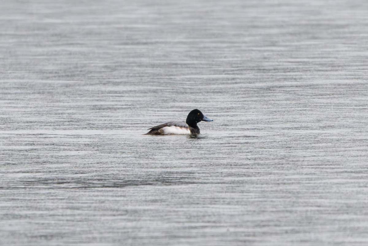 Greater Scaup - ML619930754