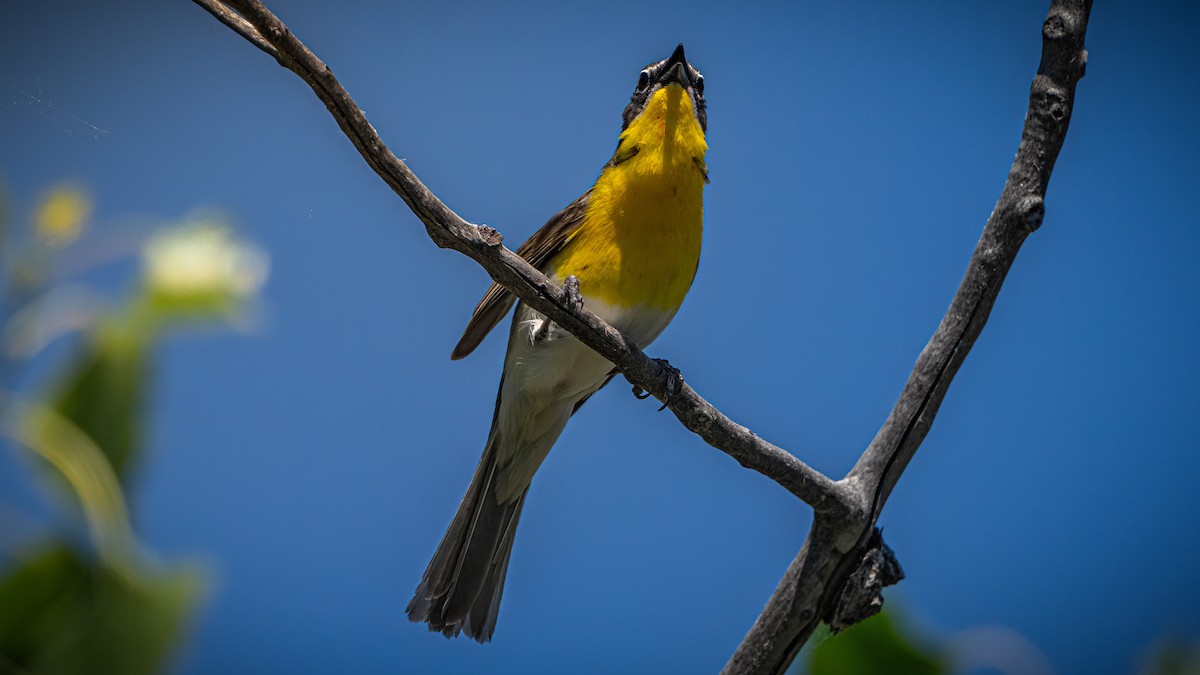 Yellow-breasted Chat - ML619930762