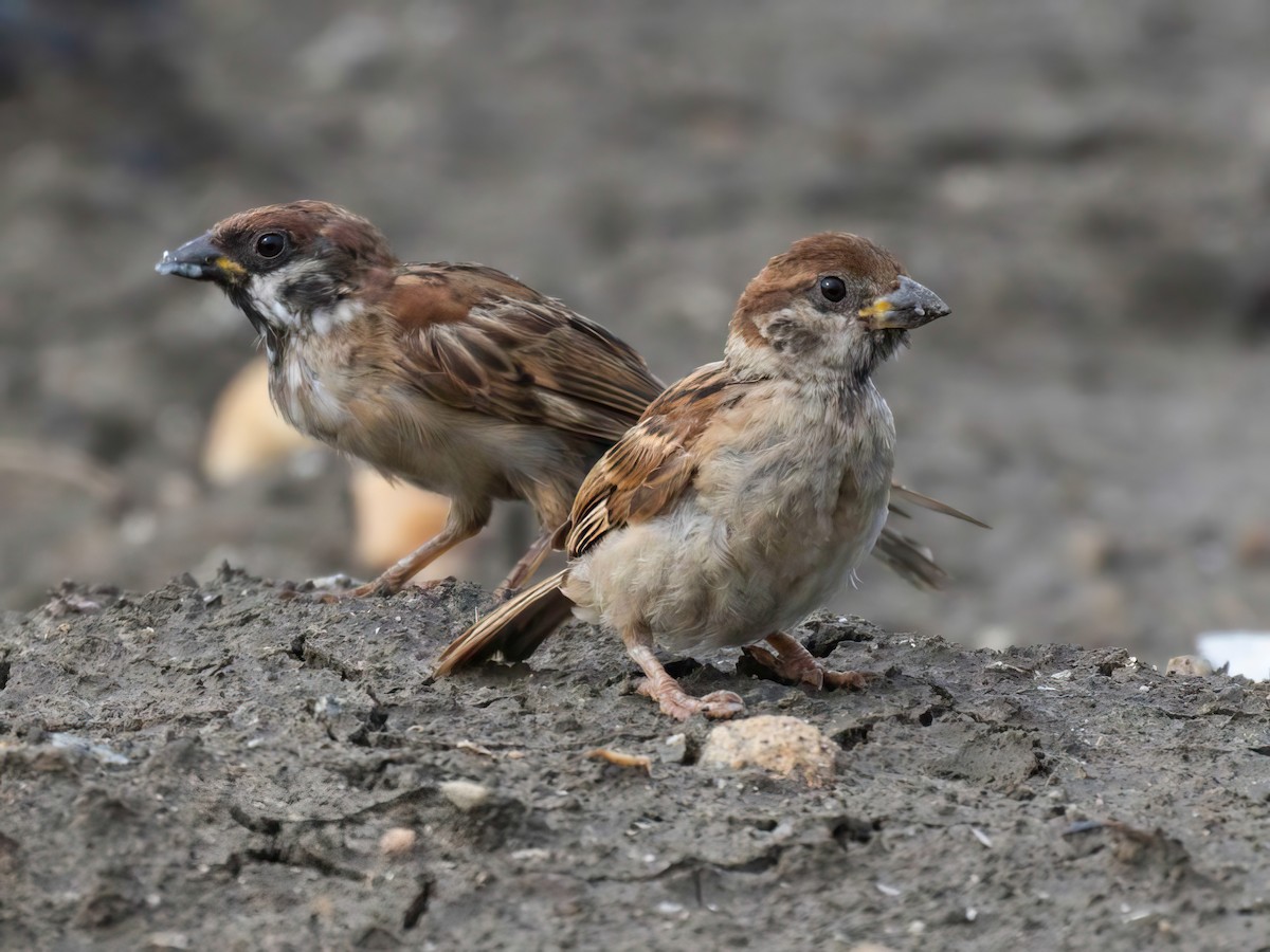 Eurasian Tree Sparrow - ML619930771