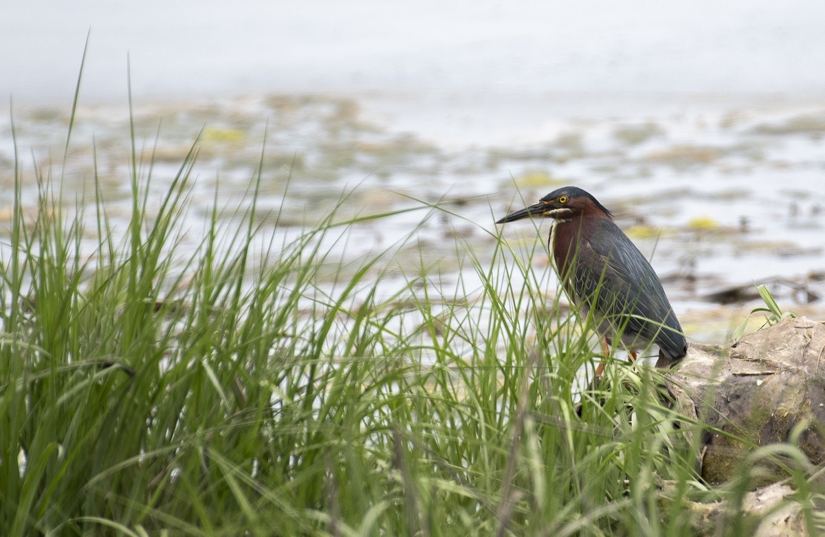 Green Heron - ML619930772