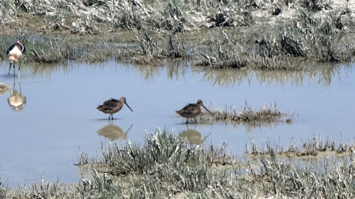 Long-billed Dowitcher - ML619930775